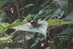 Autochton bipunctatus