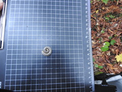 Pachyiulus krivolutskyi