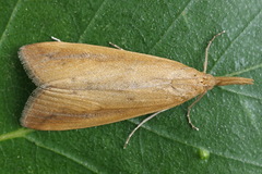 Schoenobius gigantella