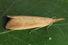 Schoenobius gigantella
