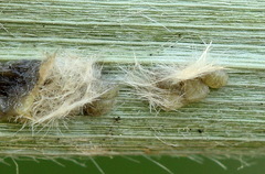 Schoenobius gigantella