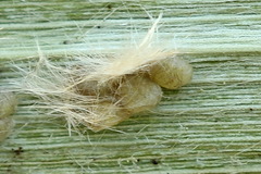Schoenobius gigantella