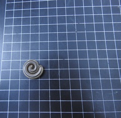 Pachyiulus krivolutskyi