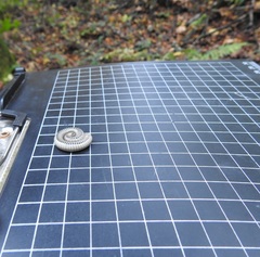 Pachyiulus krivolutskyi