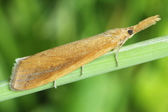 Schoenobius gigantella