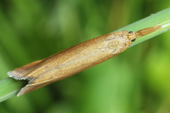 Schoenobius gigantella