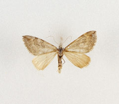 Aplocera obsitaria