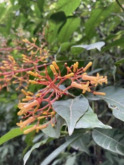 Palicourea thyrsiflora