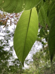 Palicourea thyrsiflora