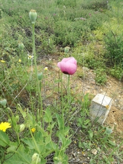 Papaver somniferum setigerum