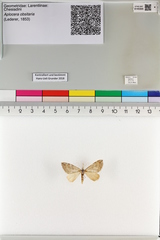 Aplocera obsitaria