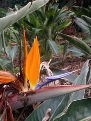 Strelitzia reginae