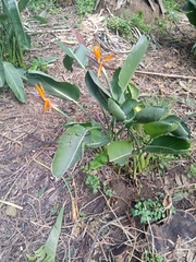 Strelitzia reginae