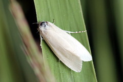 Scirpophaga praelata