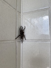 Cyrtopholis portoricae