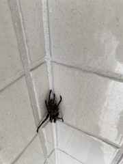 Cyrtopholis portoricae