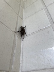 Cyrtopholis portoricae