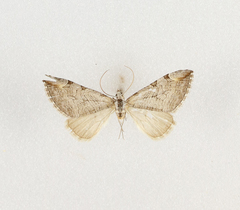 Aplocera obsitaria