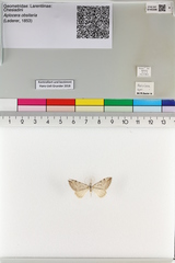 Aplocera obsitaria