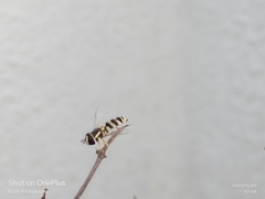 Ischiodon