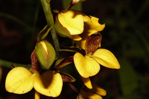 Eulophia streptopetala image