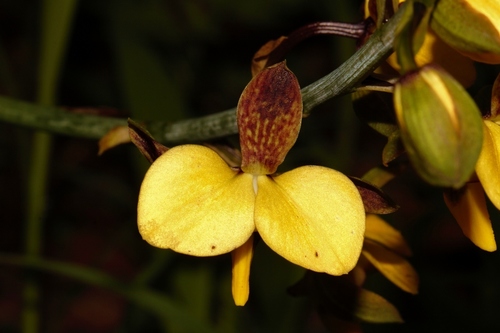 Eulophia streptopetala image