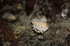 Polymastia boletiformis