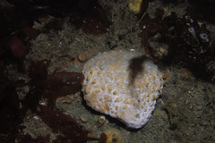 Polymastia boletiformis