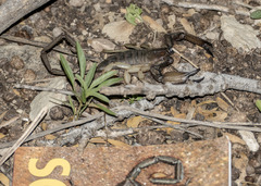 Hadogenes troglodytes