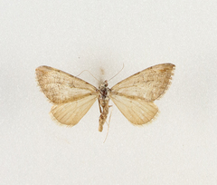 Aplocera obsitaria