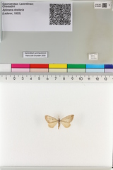 Aplocera obsitaria