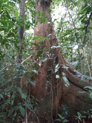 Dussia macroprophyllata