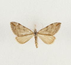 Aplocera obsitaria