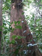 Dussia macroprophyllata