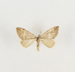 Aplocera obsitaria