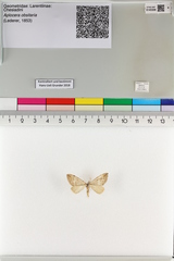 Aplocera obsitaria