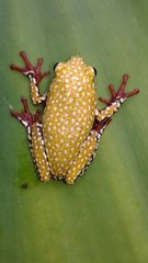 Hyperolius marginatus