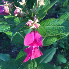Impatiens glandulifera