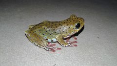 Hyperolius marginatus