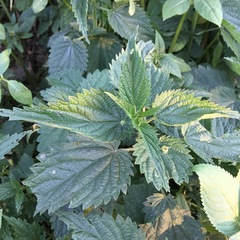 Urtica dioica