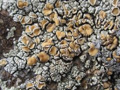 Rhizoplaca subdiscrepans