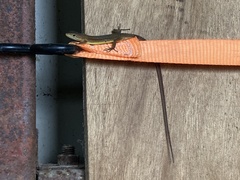 Takydromus tachydromoides