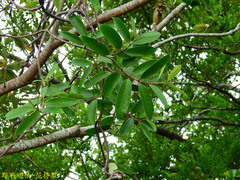 Anodendron benthamiana
