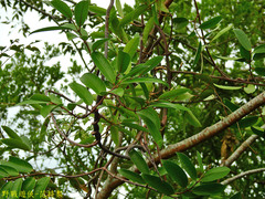 Anodendron benthamiana