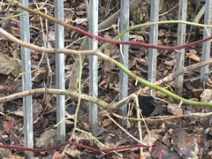 Turdus merula