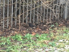 Turdus merula