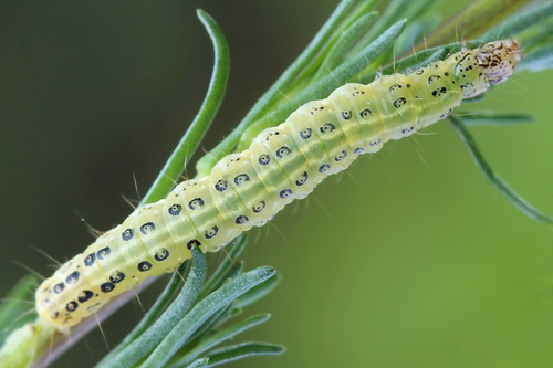 Gelsvoji Sitochroja nuotrauka