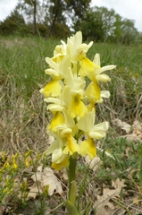 Orchis pauciflora