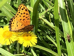 Argynnis hyperbius