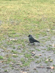 Corvus monedula